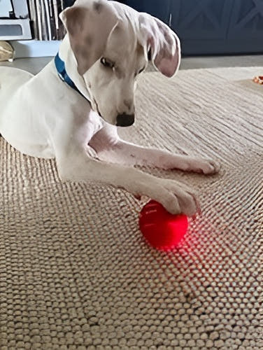 Chasemate Smart Interactive Ball