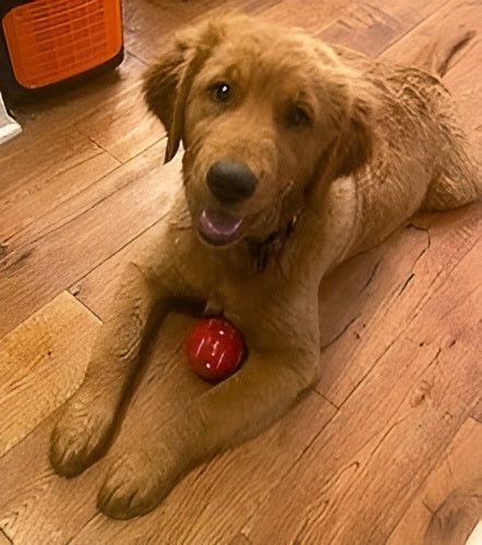 Chasemate Smart Interactive Ball