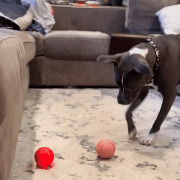 Chasemate Smart Interactive Ball